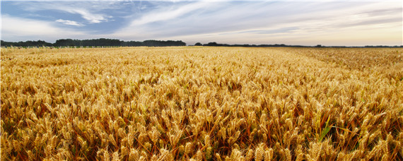 泰农19小麦品种简介图片