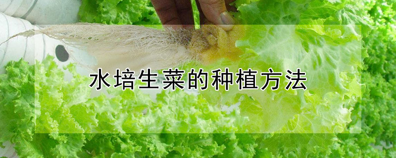 水培生菜的种植方法