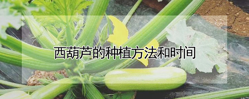 西葫芦的种植方法和时间