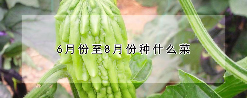 6月份至8月份种什么菜