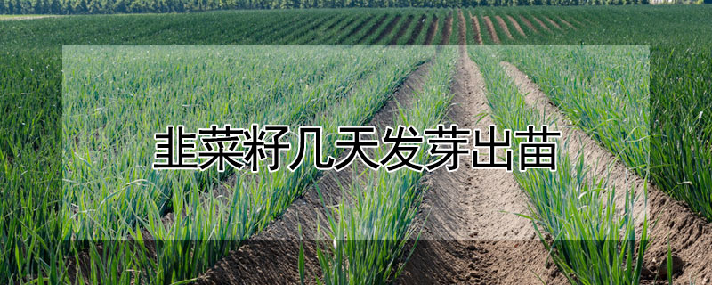 韭菜籽几天发芽出苗