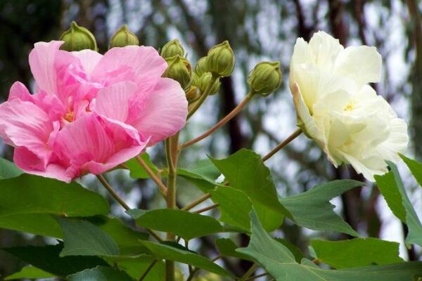 鲜花做成干花的方法