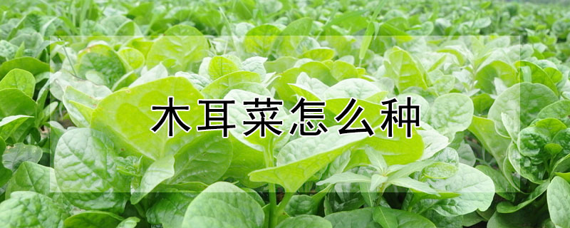 木耳菜怎么种