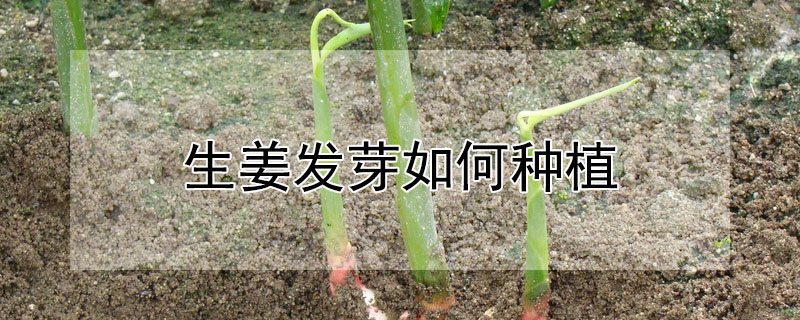 生姜发芽如何种植