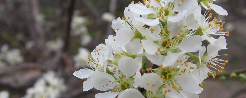 梅花冬天怕冻吗