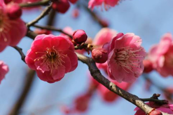 梅花冬天怕冻吗