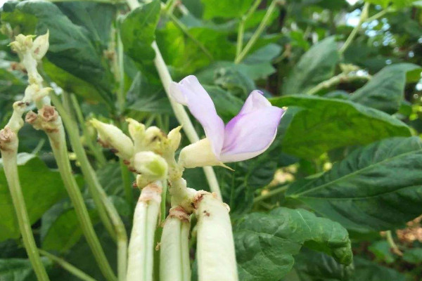 豆角开花期能浇水吗