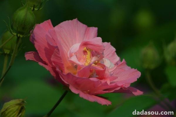 芙蓉花夏季能见阳光吗