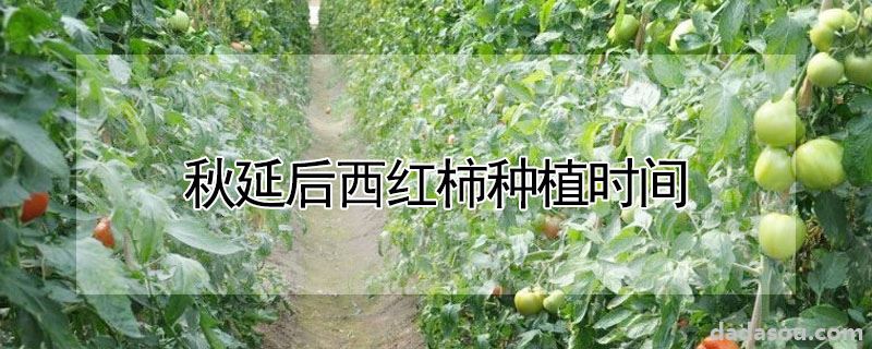 秋延后西红柿种植时间