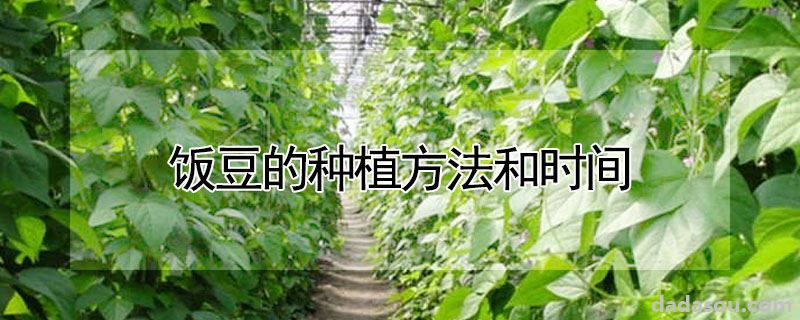 饭豆的种植方法和时间