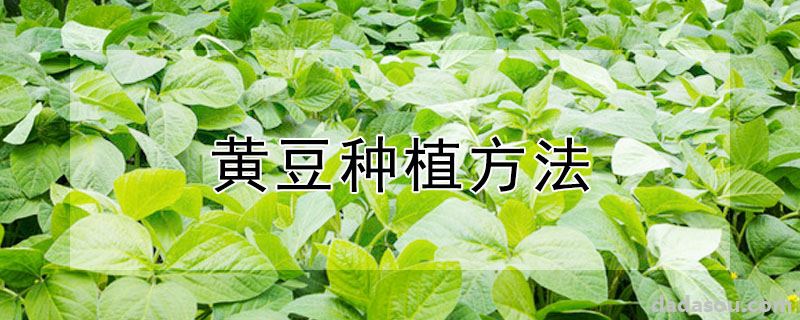 黄豆种植方法