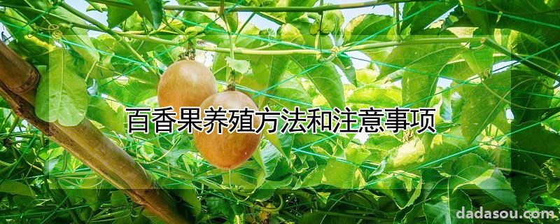 百香果养殖方法和注意事项