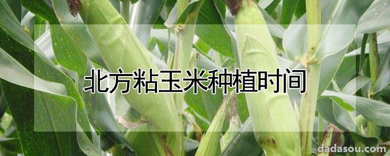 北方粘玉米种植时间