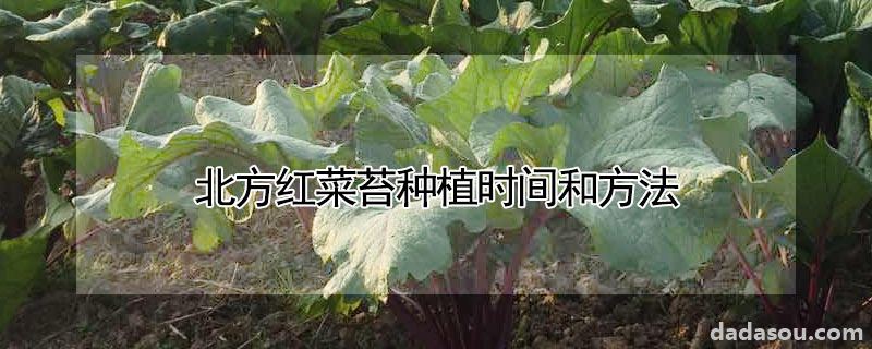 北方红菜苔种植时间和方法