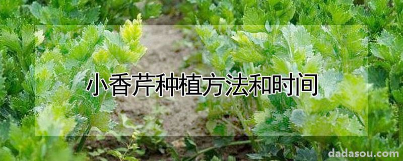 小香芹种植方法和时间