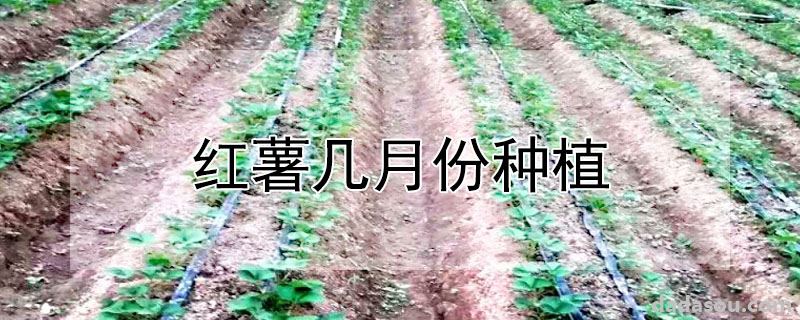 红薯几月份种植