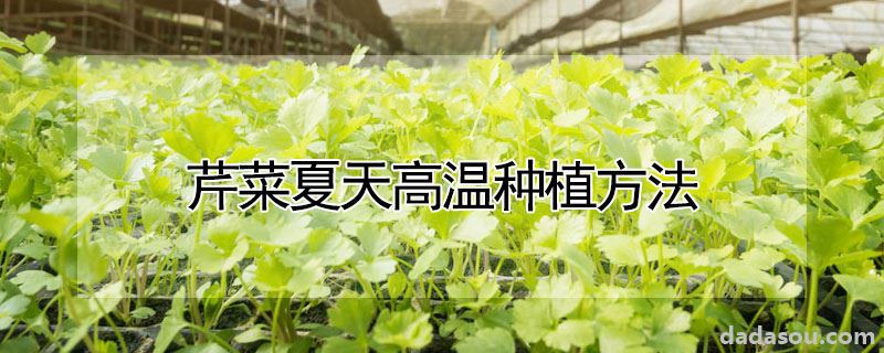 芹菜夏天高温种植方法