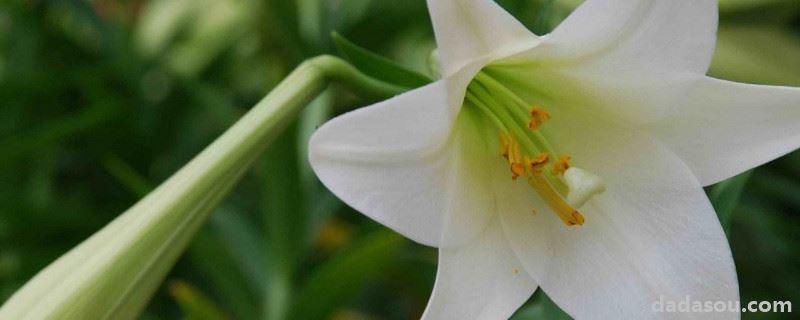 百合花夏天怎么管理