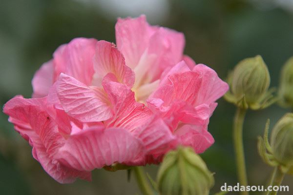 芙蓉花冬天怎么浇水