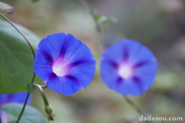 牵牛花喜欢阳光还是阴凉