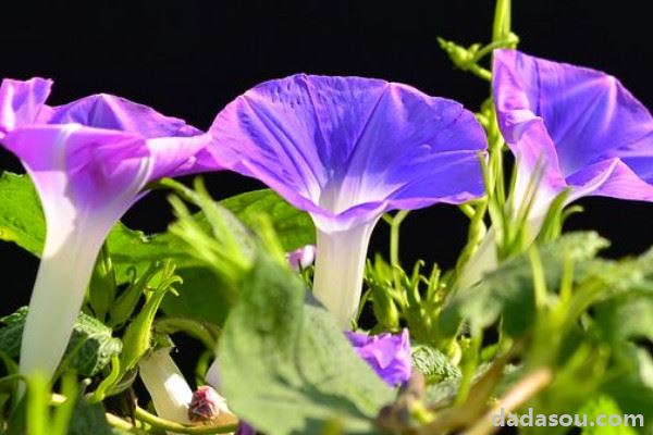 牵牛花秋季播种什么时候开花