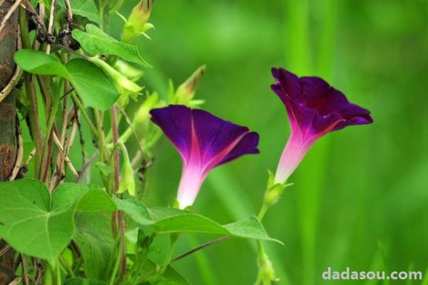 牵牛花长太高怎么办