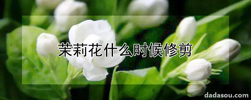 茉莉花什么时候修剪