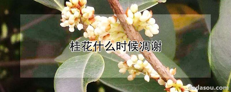 桂花什么时候凋谢