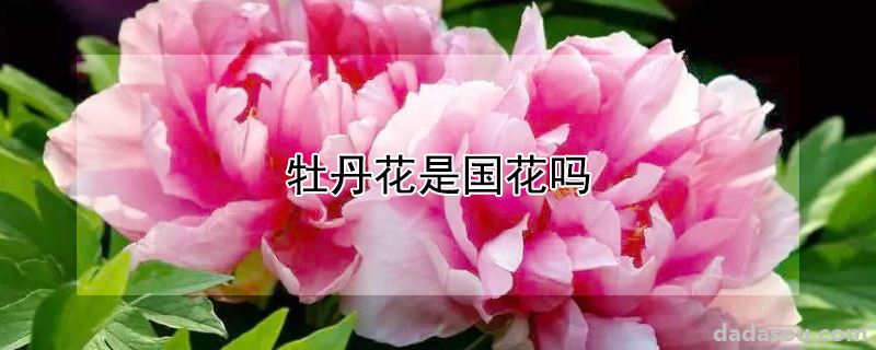 牡丹花是国花吗