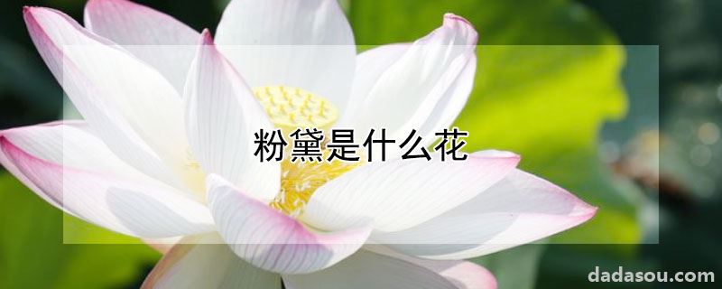 粉黛是什么花