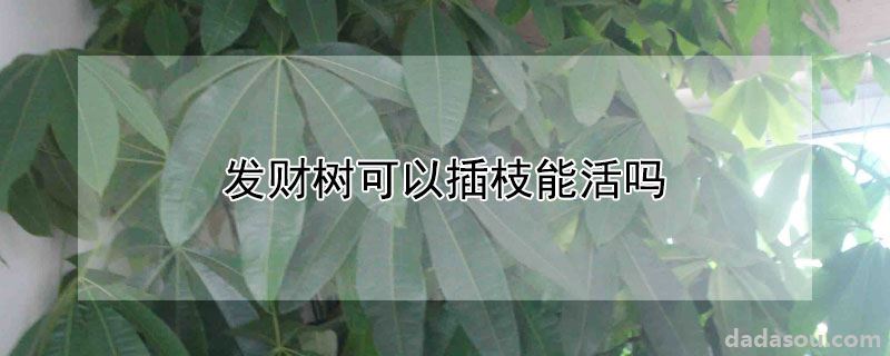 发财树可以插枝能活吗