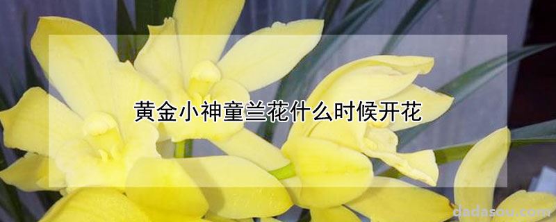 黄金小神童兰花什么时候开花