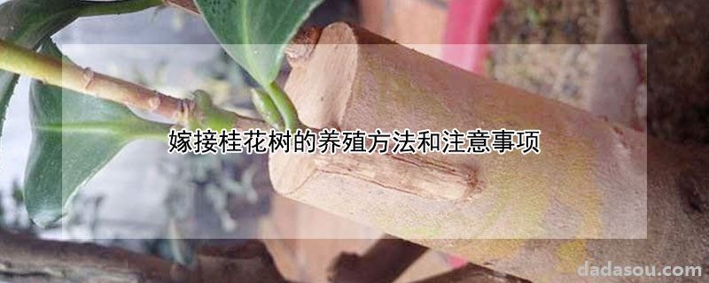 嫁接桂花树的养殖方法和注意事项