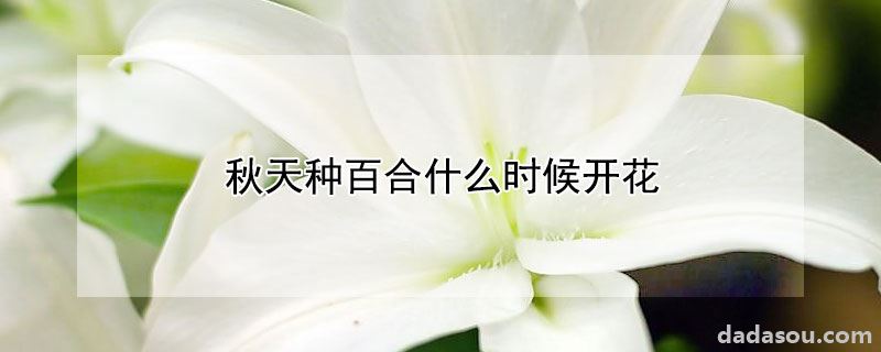 秋天种百合什么时候开花