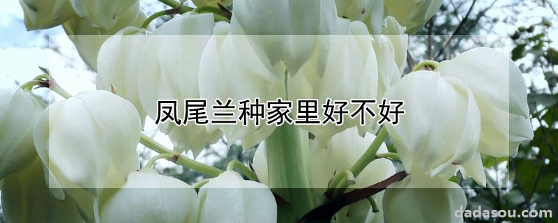 凤尾兰种家里好不好