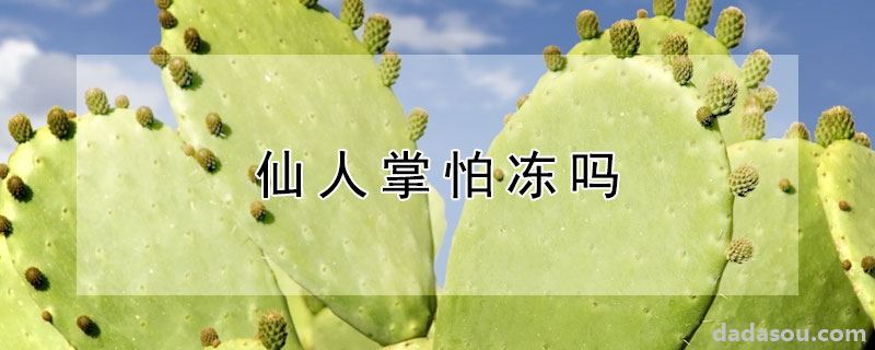 仙人掌怕冻吗