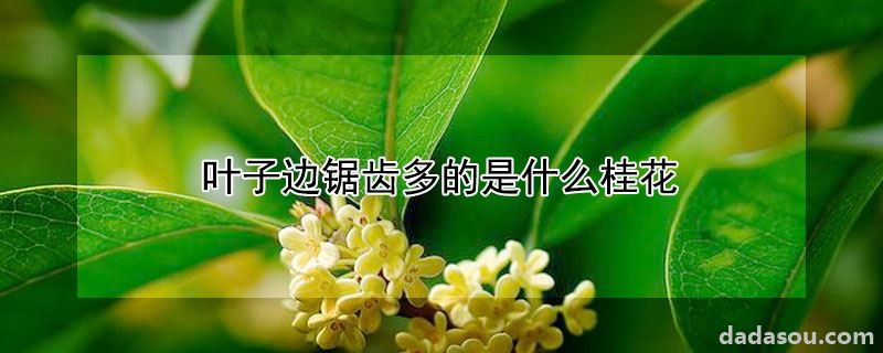 叶子边锯齿多的是什么桂花