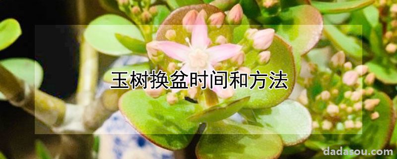 玉树换盆时间和方法