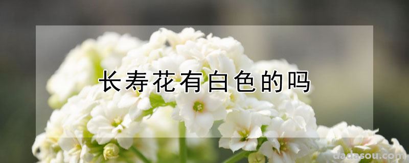 长寿花有白色的吗