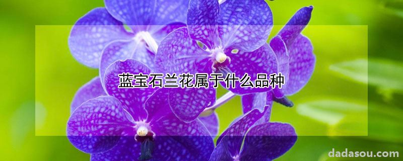 蓝宝石兰花属于什么品种