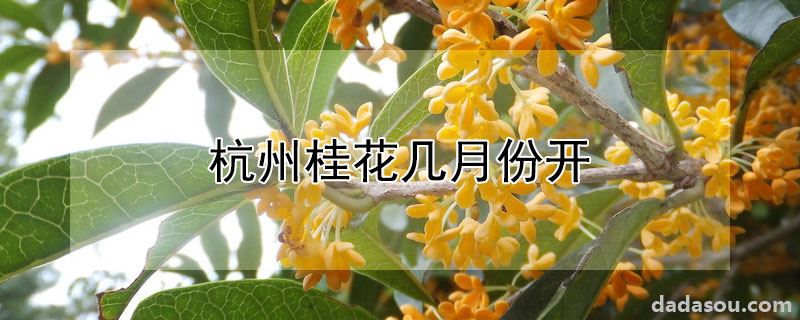 杭州桂花几月份开