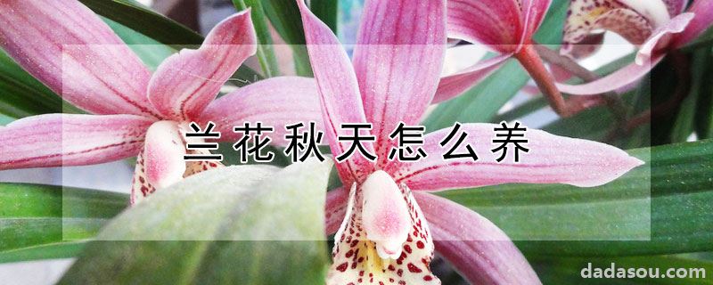 兰花秋天怎么养