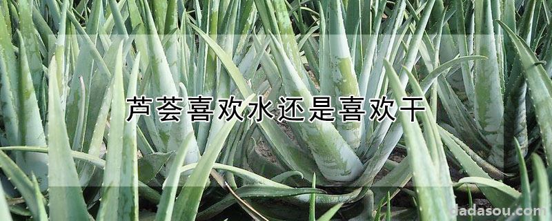 芦荟喜欢水还是喜欢干