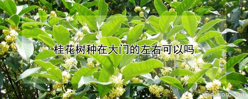 桂花树种在大门的左右可以吗