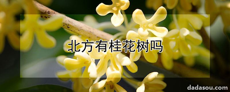 北方有桂花树吗