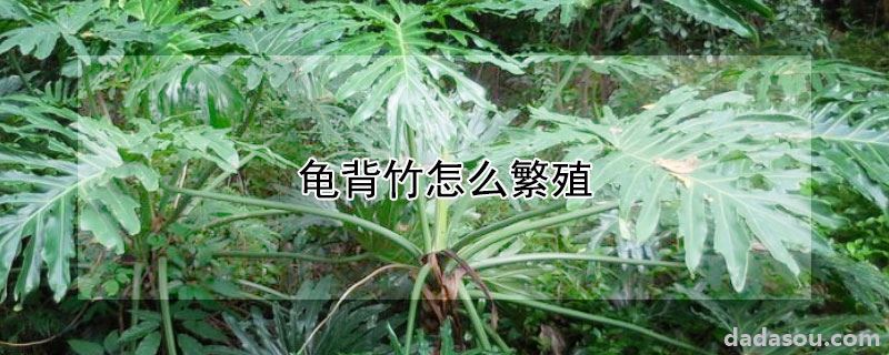 龟背竹怎么繁殖