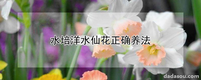 水培洋水仙花正确养法