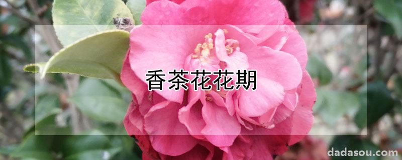 香茶花花期