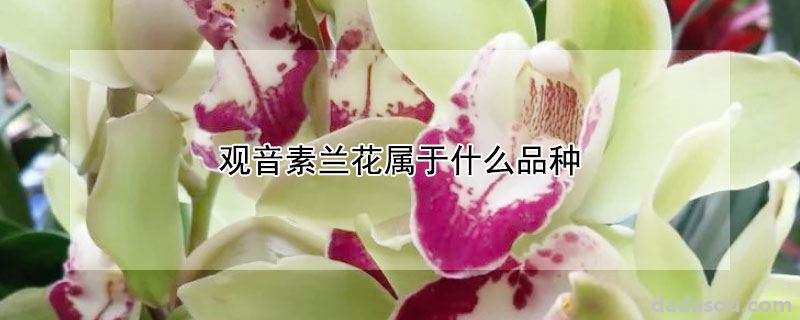 观音素兰花属于什么品种