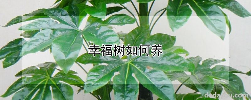 幸福树如何养